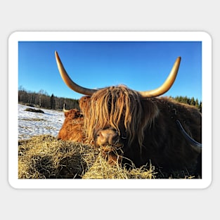 Scottish Highland Cattle Cow 2326 Sticker